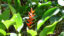 lobster-claw-heliconia