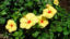 yellow-hibiscus-hawaii-state-flower