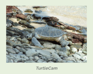 TurtleCam