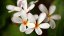 plumeria-anne-schillings