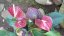 anthurium