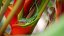 gecko-on-heliconia-flower-brad-daane