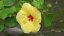 yellow-hibiscus-hawaii-state-flower