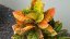 croton