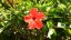 red-hibiscus