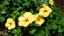 yellow-hibiscus-hawaii-state-flower