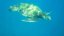 green-sea-turtle-cruising-peter-hoeckel